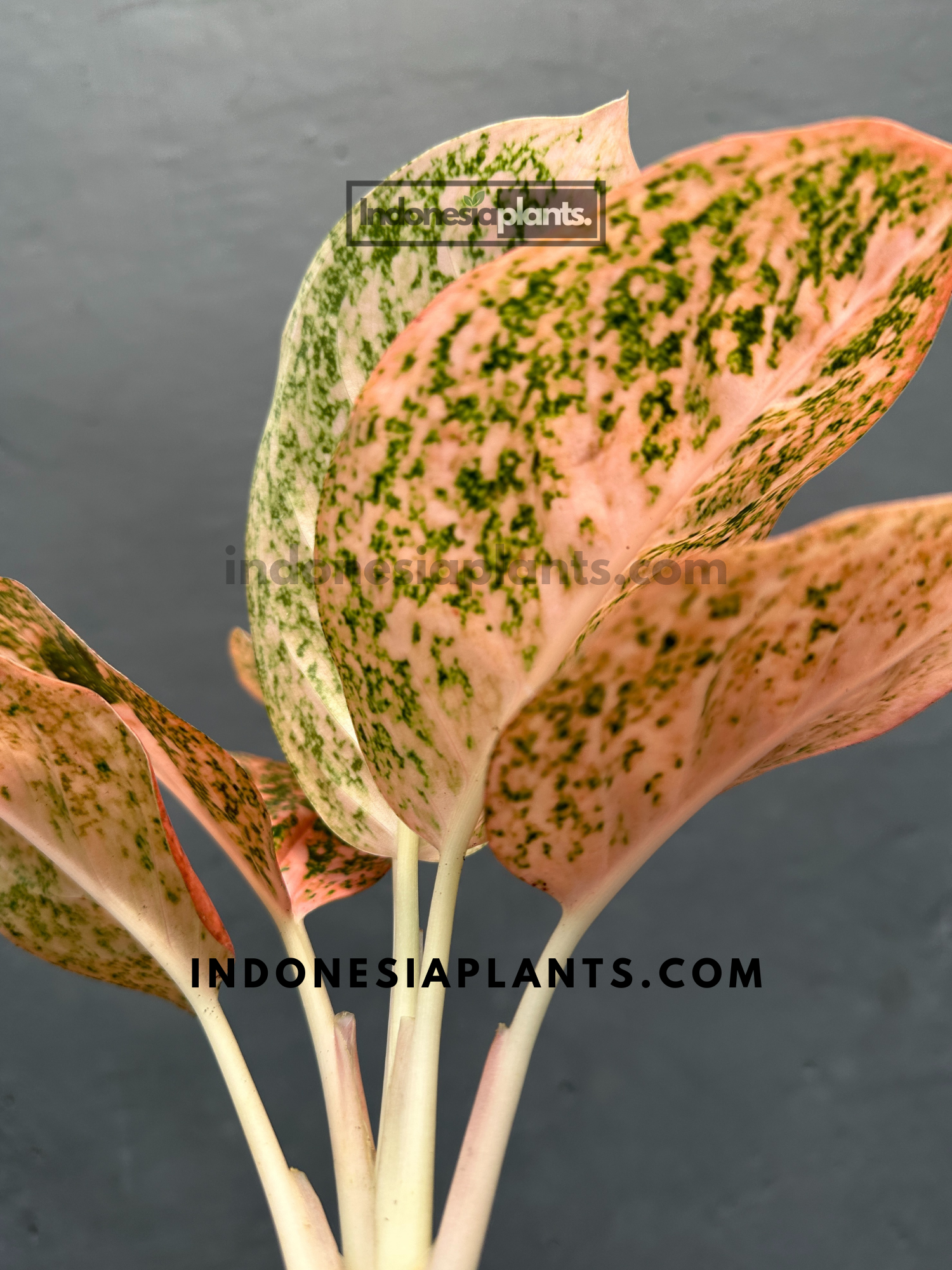 aglaonema orange Aglaonema Orange Stardust – INDONESIAPLANTS