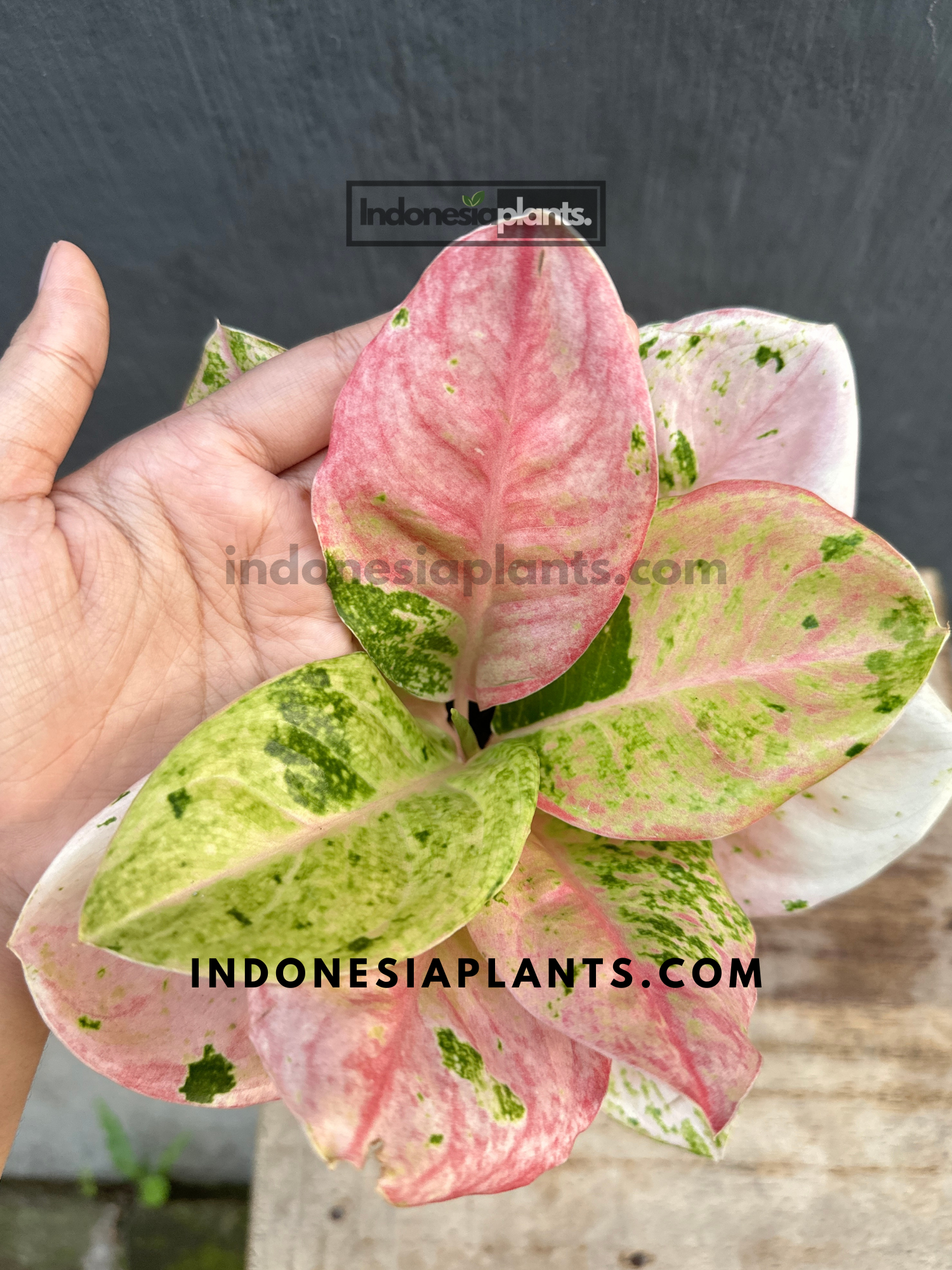 aglaonema esmerald Aglaonema Emerald Pink variegated *Preorder* (6624P:G) Acclimated (In-Stock)