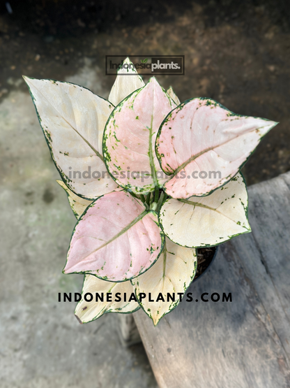 Aglaonema Pink Sofia