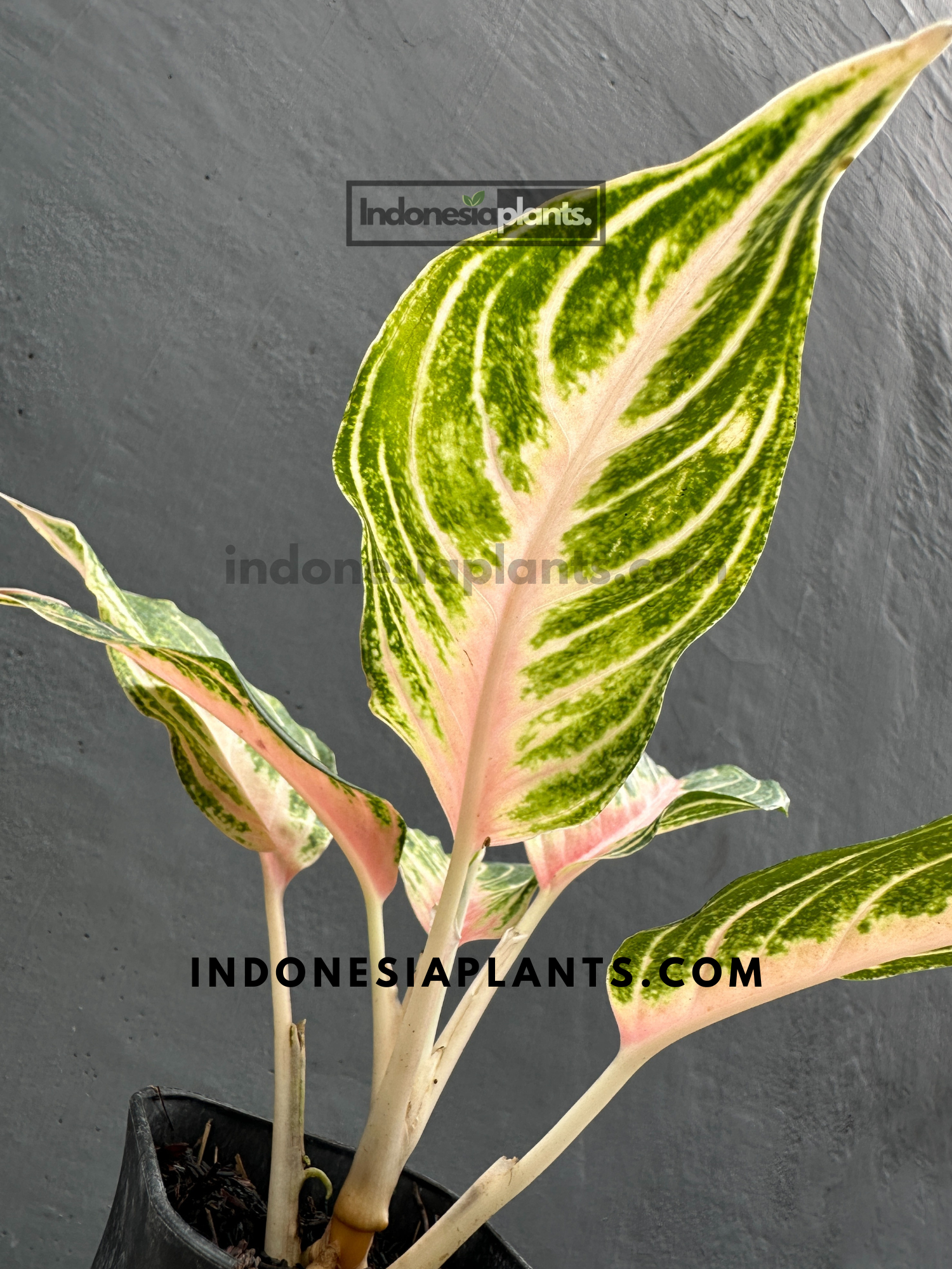 aglaonema pink sunset Aglaonema Pink Sunset – INDONESIAPLANTS