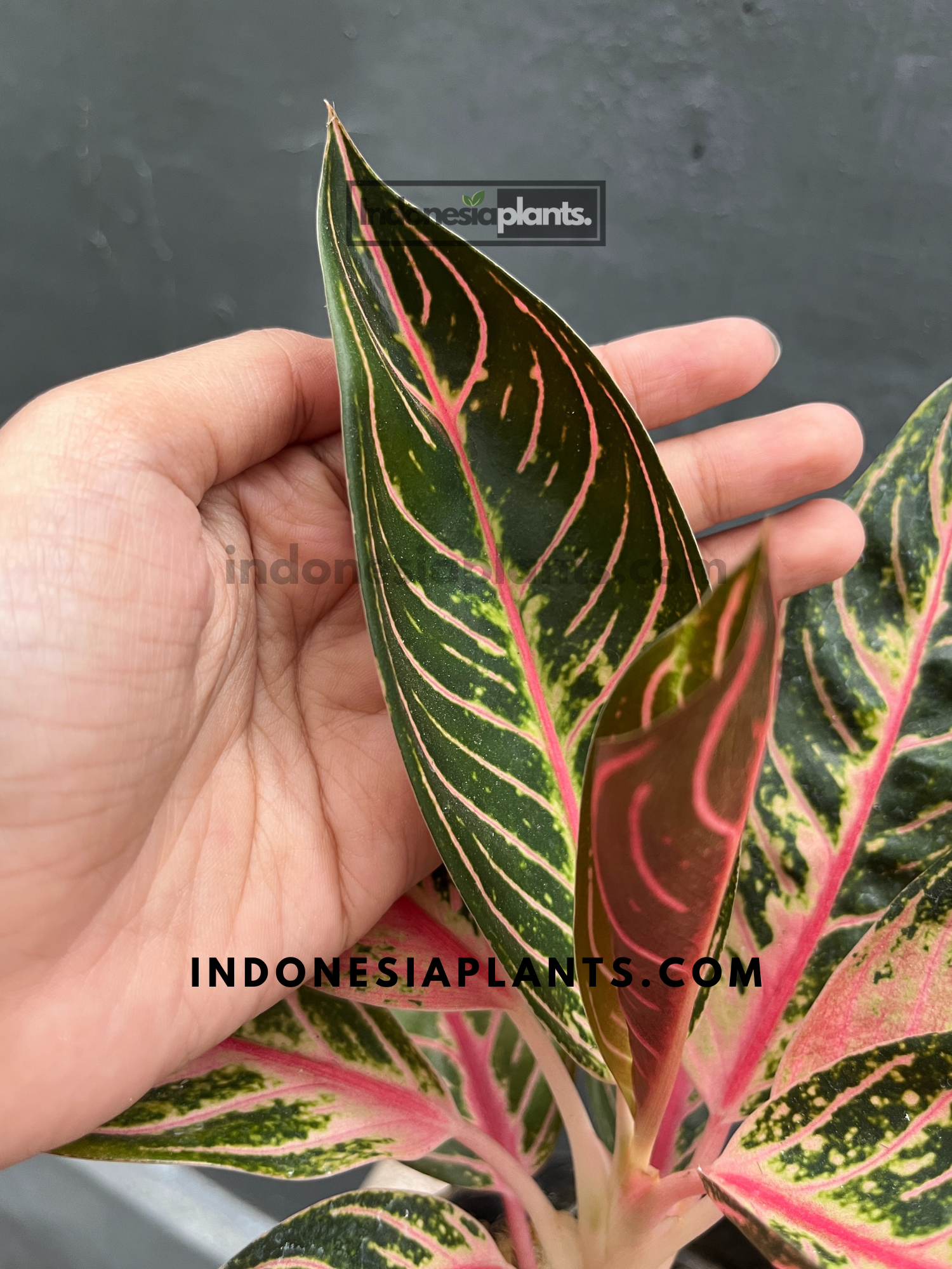 aglaonema sumatra Aglaonema Pride of Sumatra