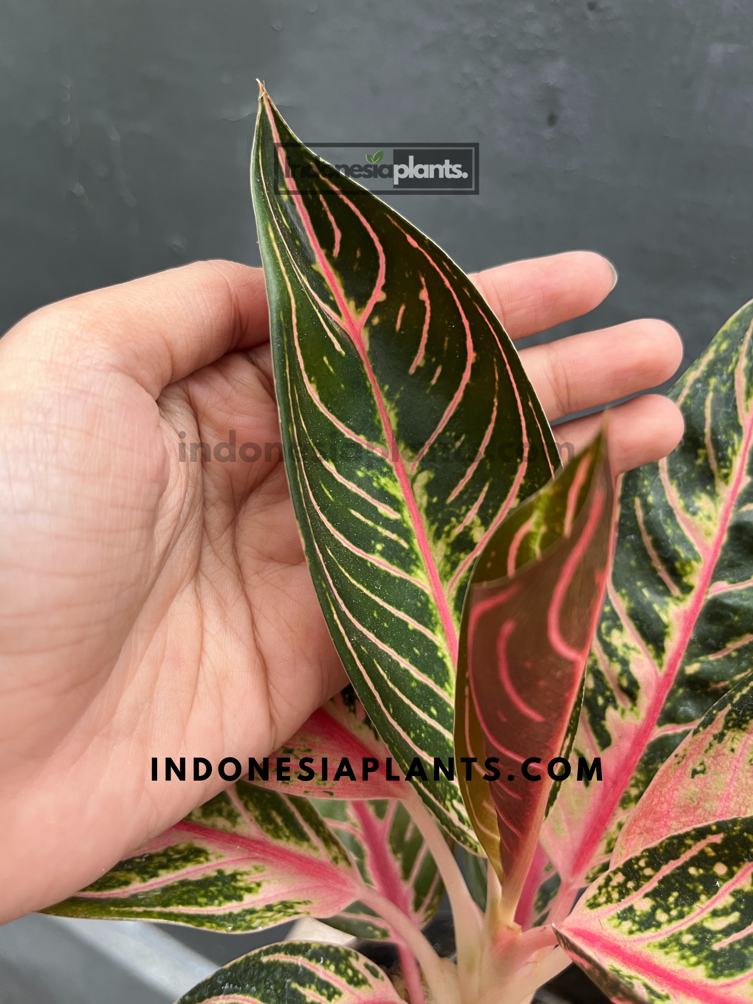 Aglaonema Pride of Sumatra