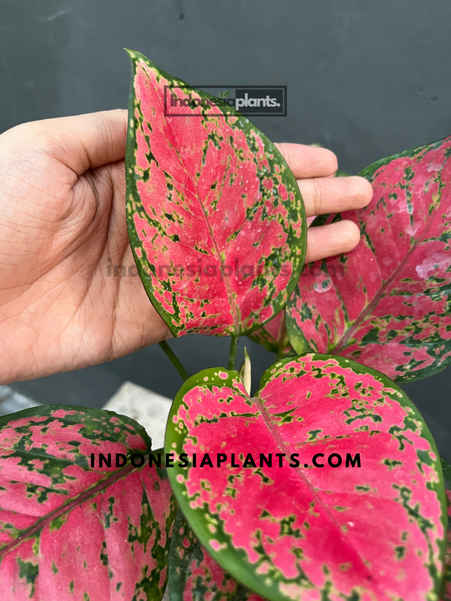 aglaonema jenis Aglaonema Red Anyamanee