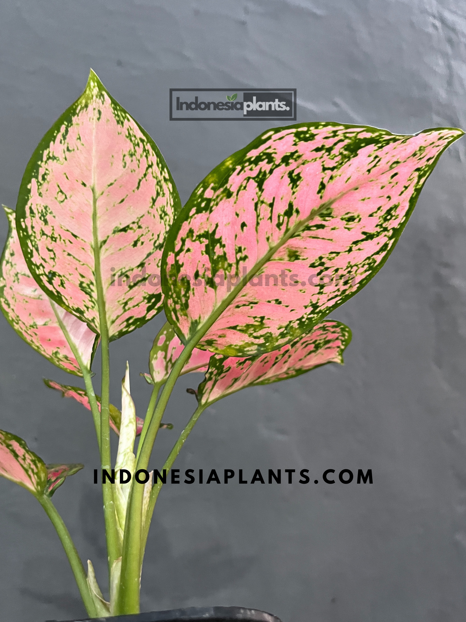 aglaonema anyamanee care Aglaonema Red Anyamanee