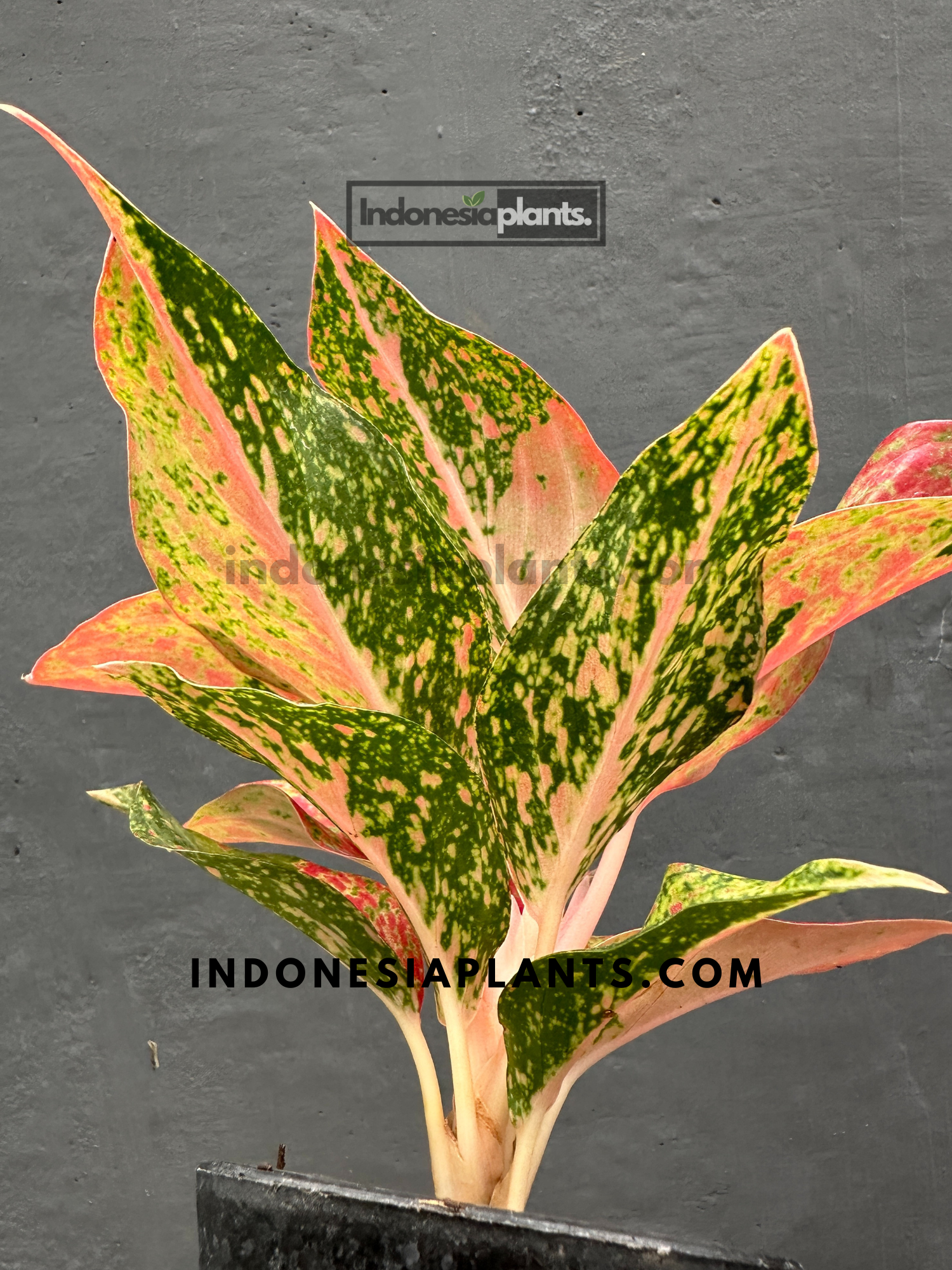 aglaonema commutatum pink moon Aglaonema Red Moon – INDONESIAPLANTS