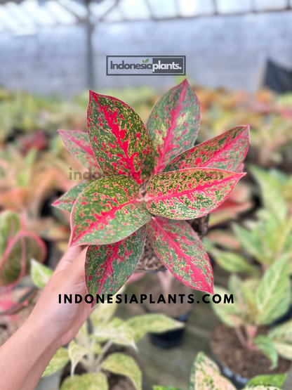 Aglaonema Red Stardust