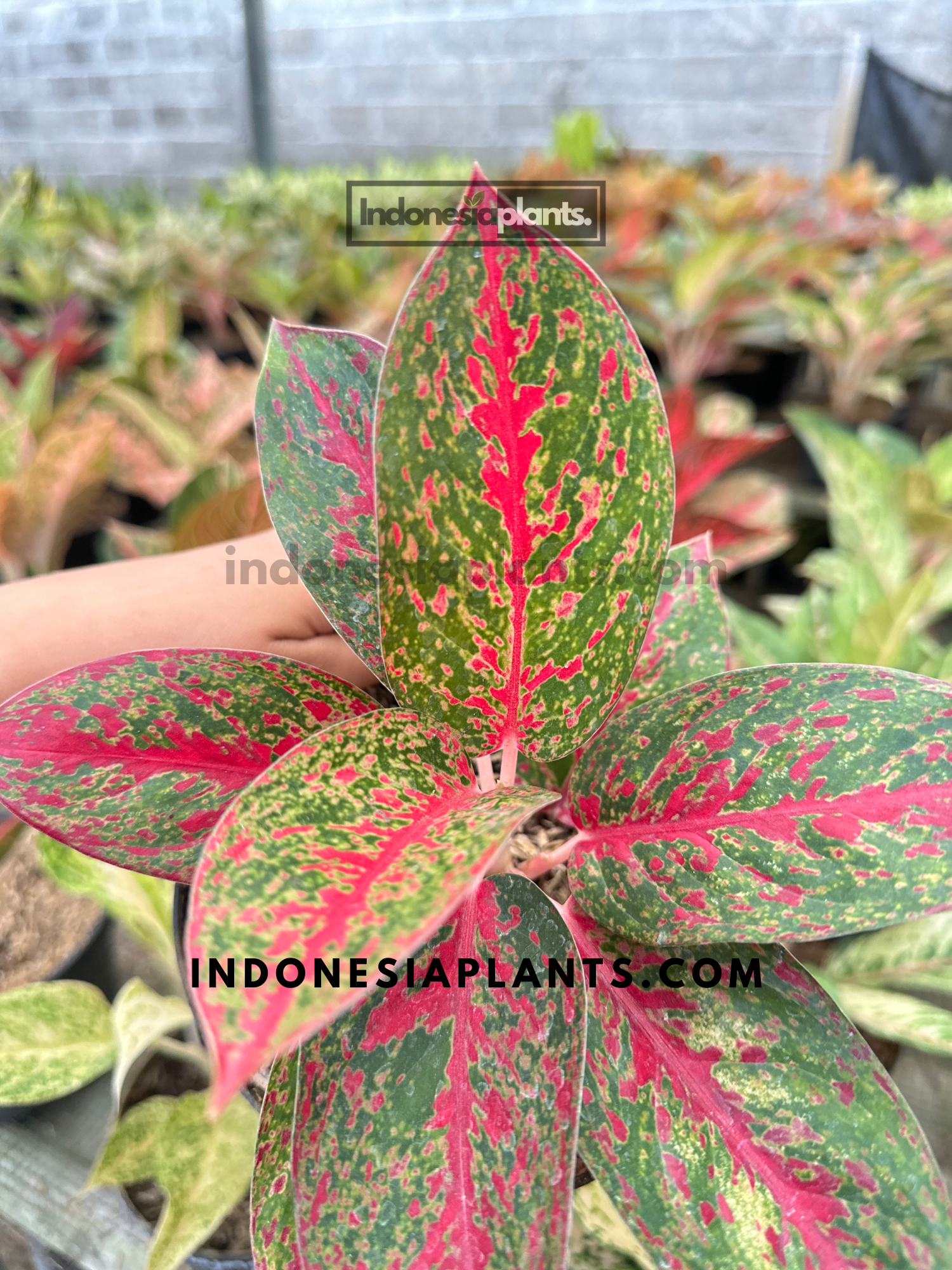 Aglaonema Red Stardust