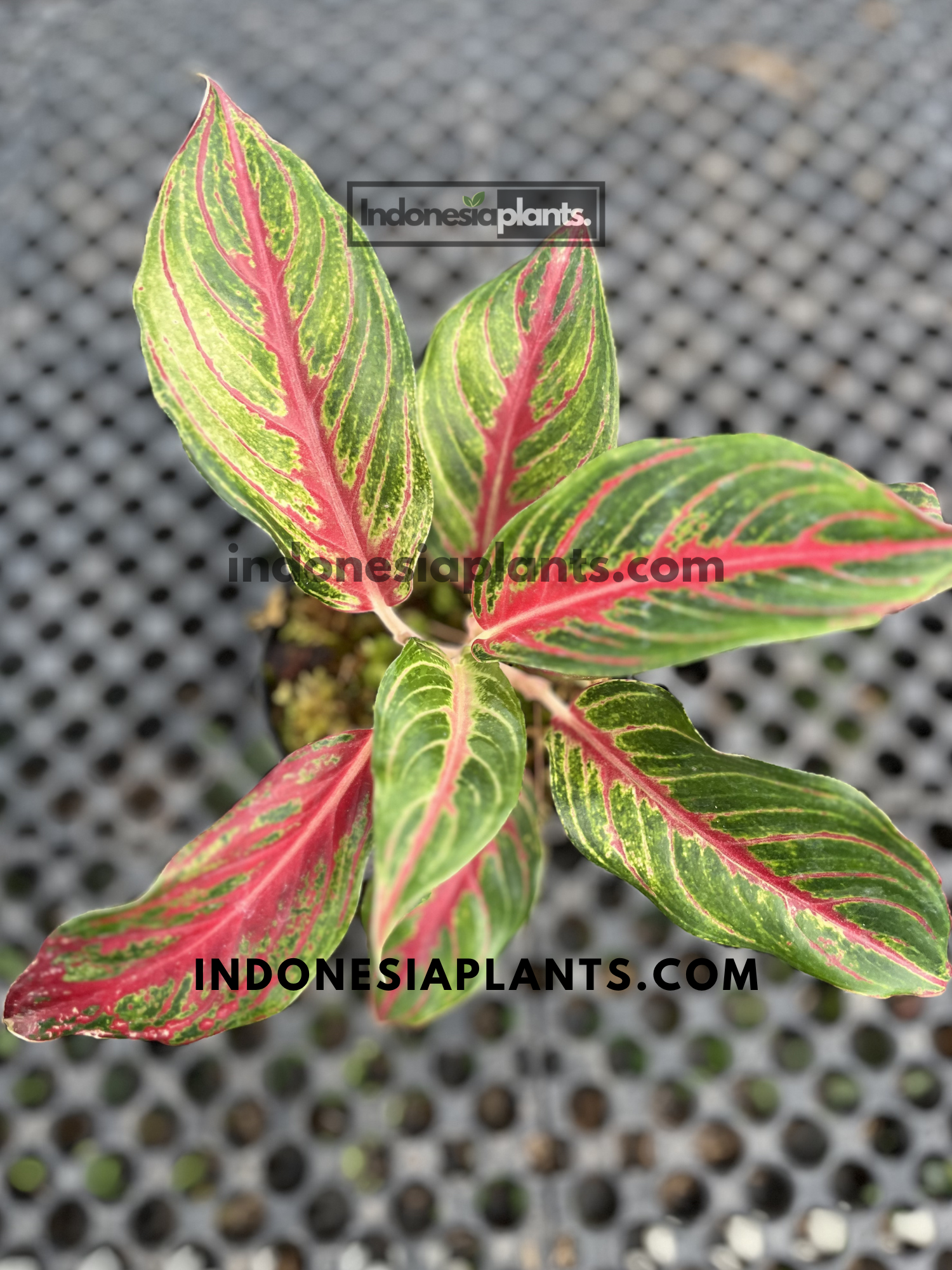 Compact Aglaonema Red Sunset live plant with vivid red-centered foliage and contrasting green leaf margins in a nursery container.