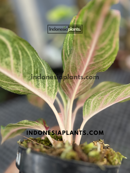 Young Aglaonema Red Sunset live plant with soft green leaves, pink veins, and blush-colored new foliage growing in a nursery pot.