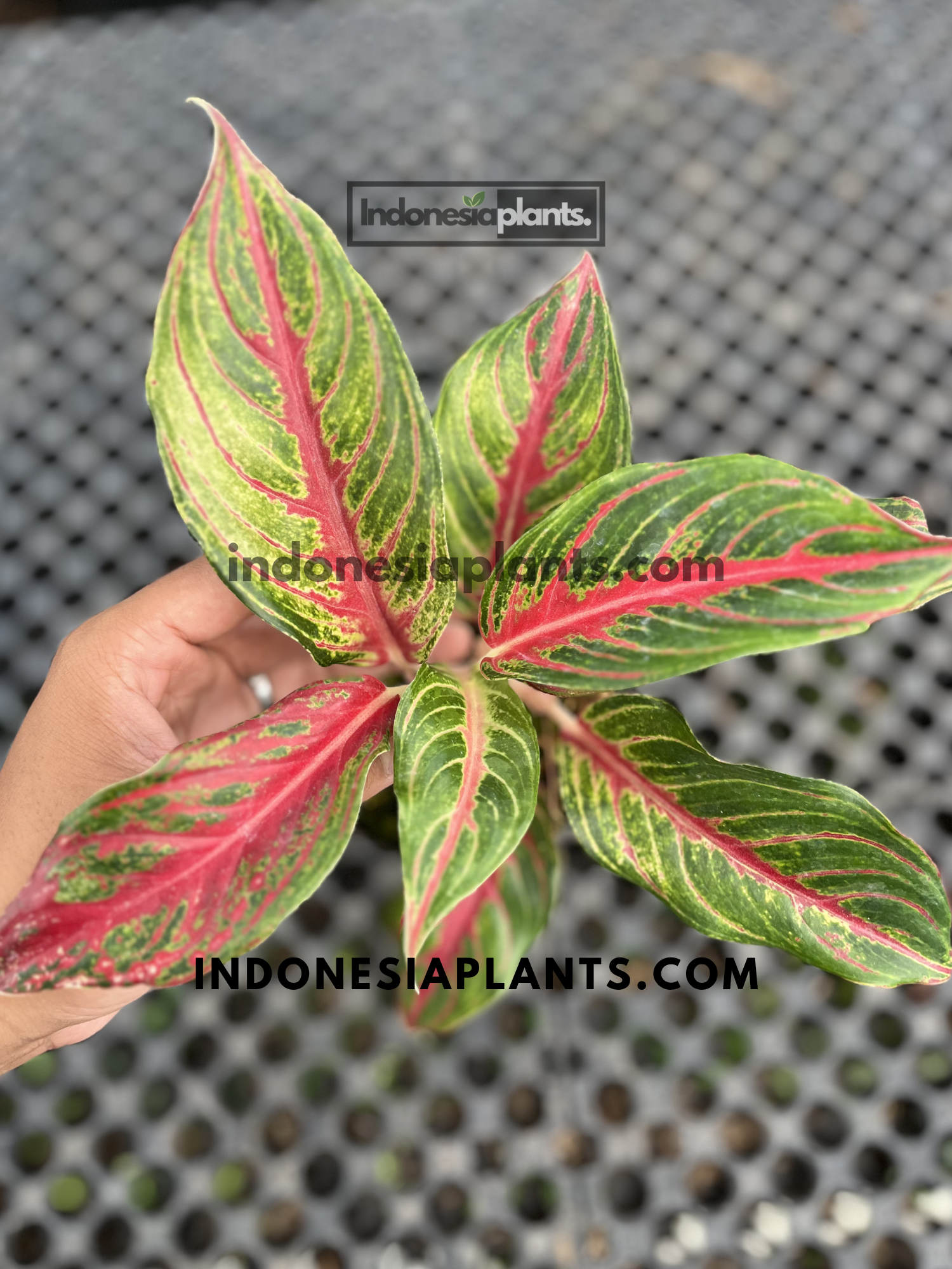 Healthy Aglaonema Red Sunset tropical houseplant displaying vibrant red veins and green patterned leaves viewed from above.