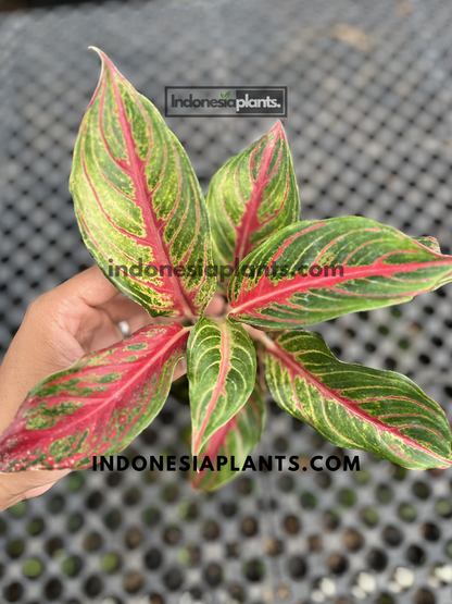 Healthy Aglaonema Red Sunset tropical houseplant displaying vibrant red veins and green patterned leaves viewed from above.