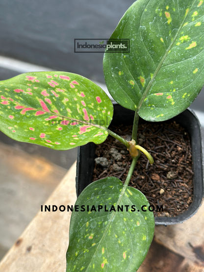aglaonema indo princess Aglaonema Ruby Chiang Mai Starter Size – INDONESIAPLANTS