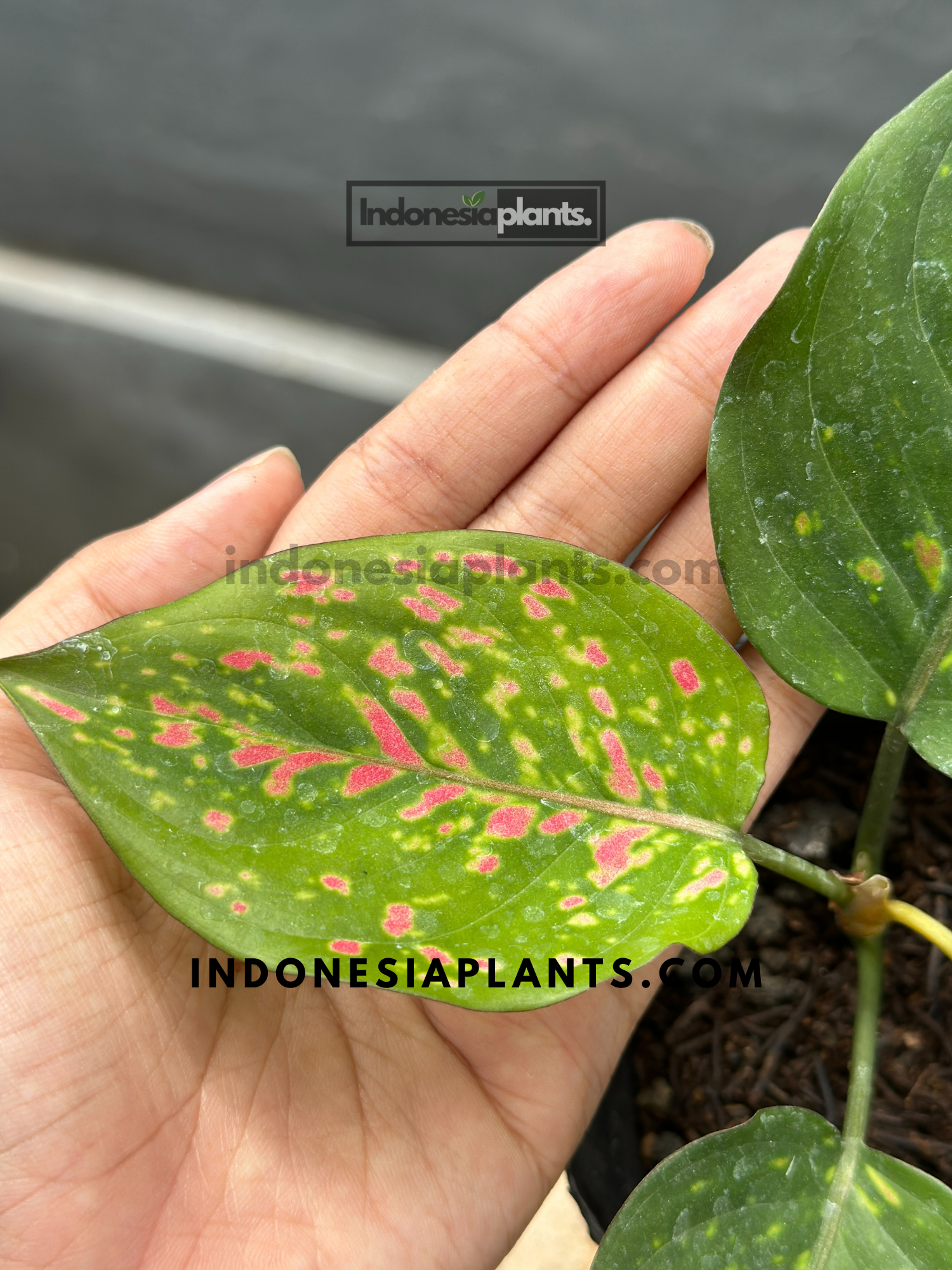 aglaonema mai on Aglaonema Ruby Chiang Mai Starter Size
