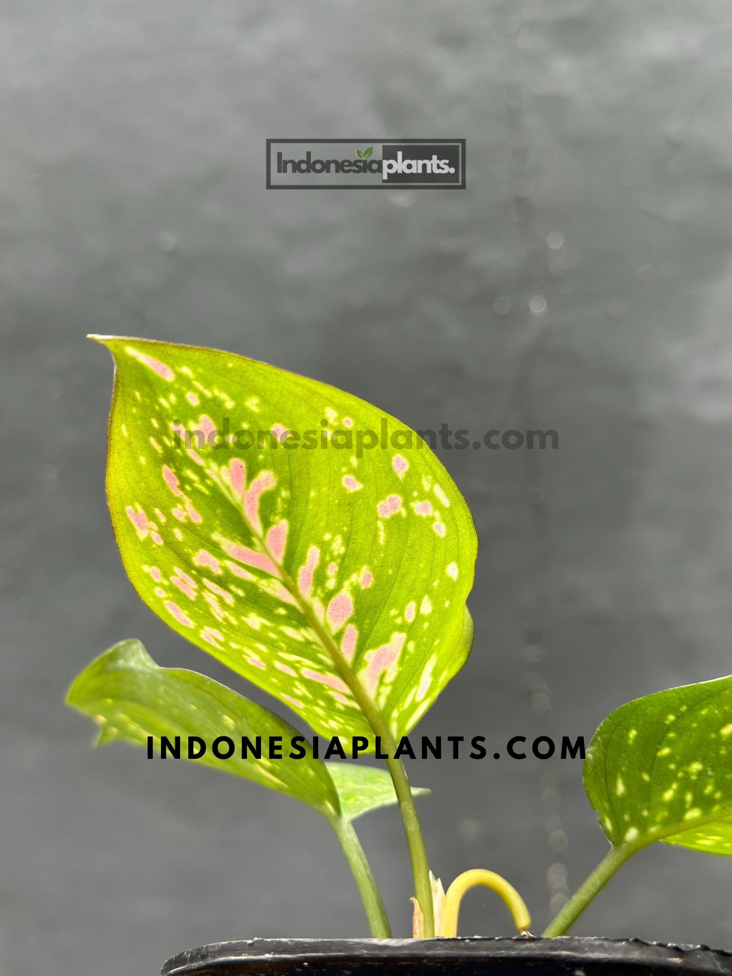 aglaonema mai on Aglaonema Ruby Chiang Mai Starter Size