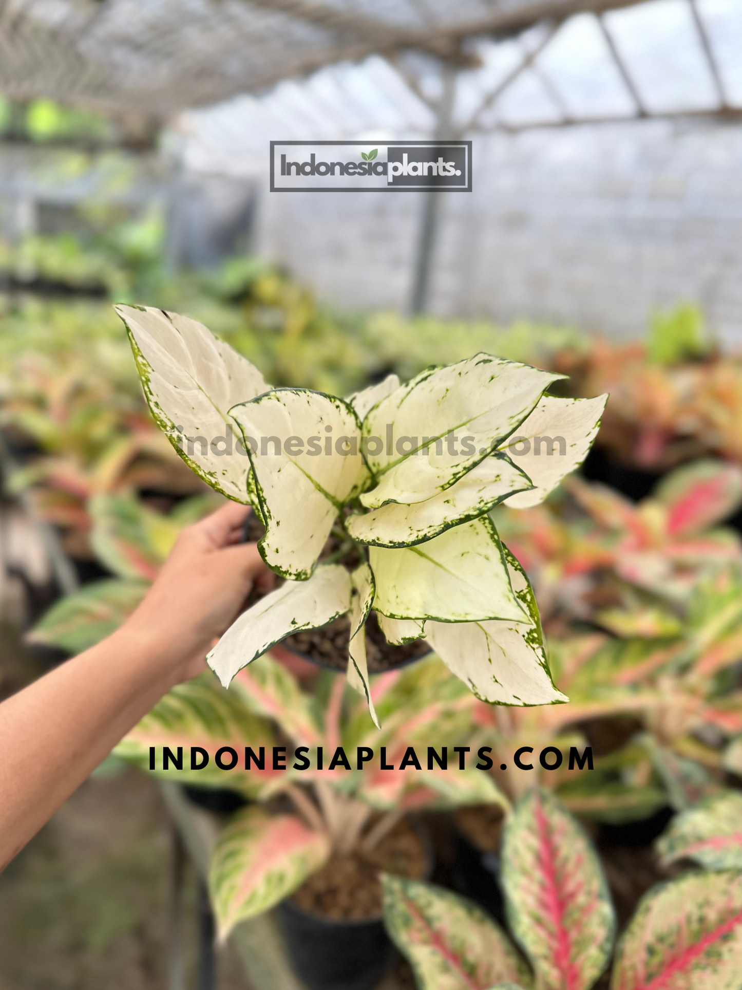 Aglaonema Super White