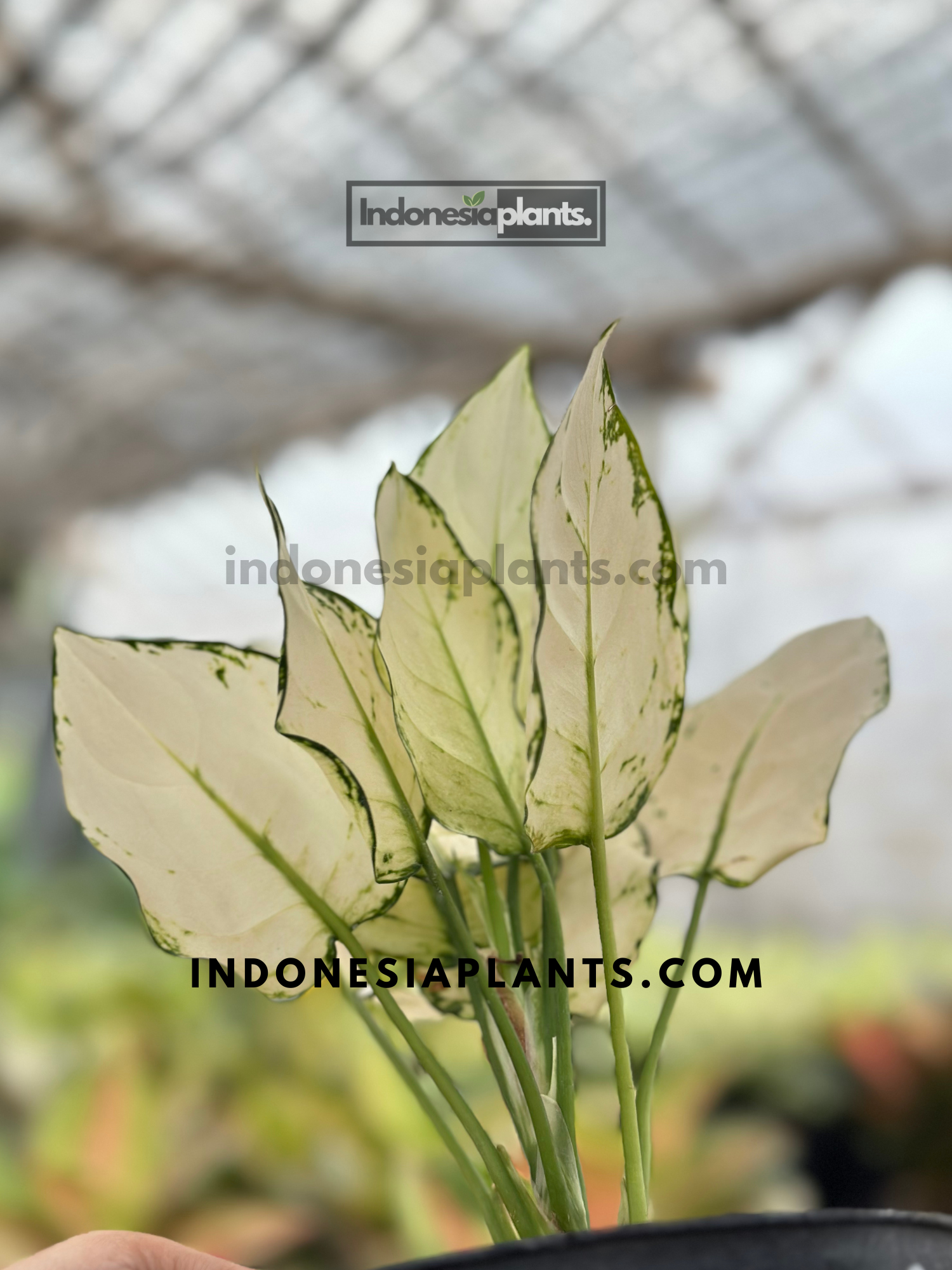 Aglaonema Super White