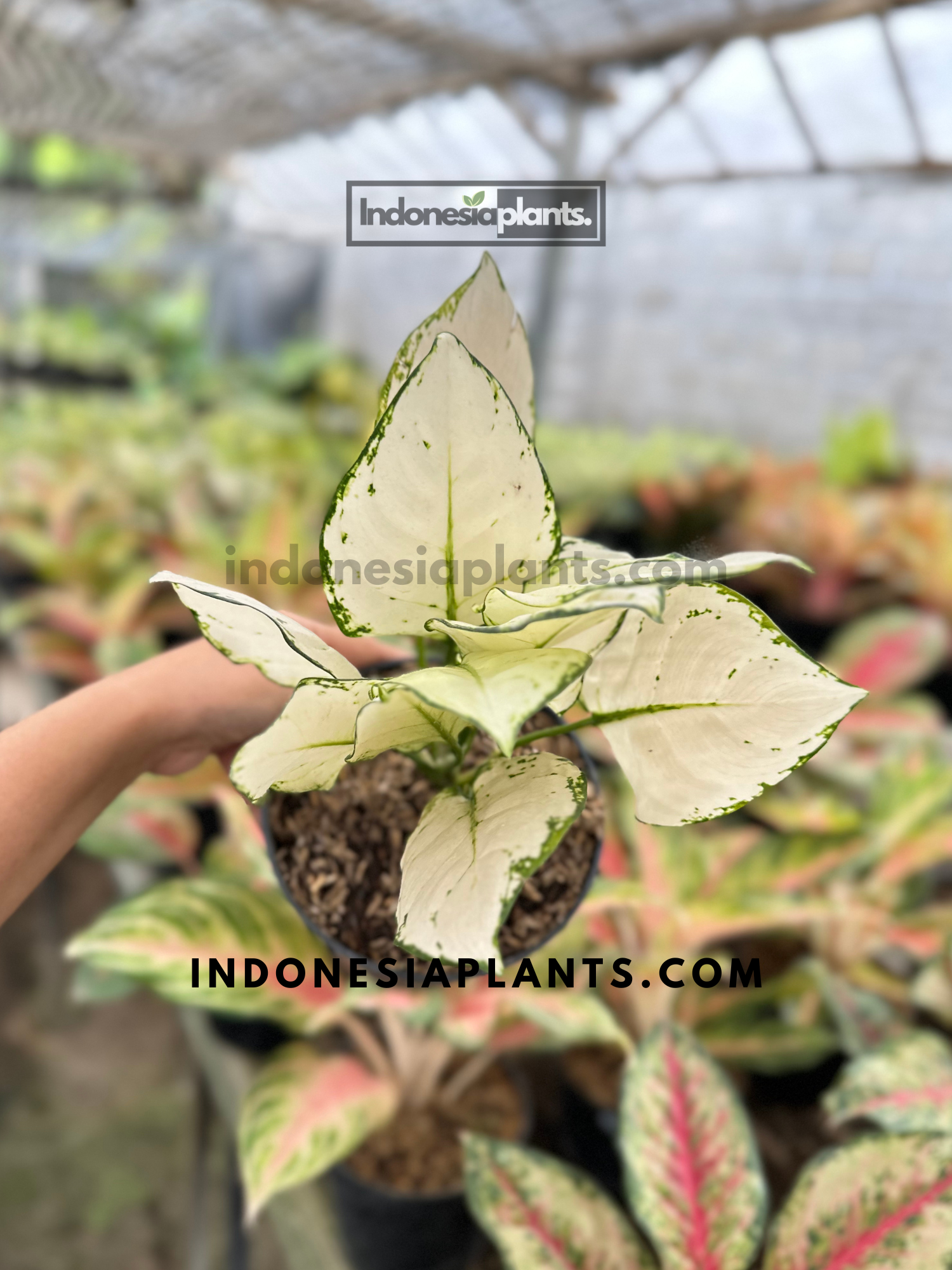 Aglaonema Super White