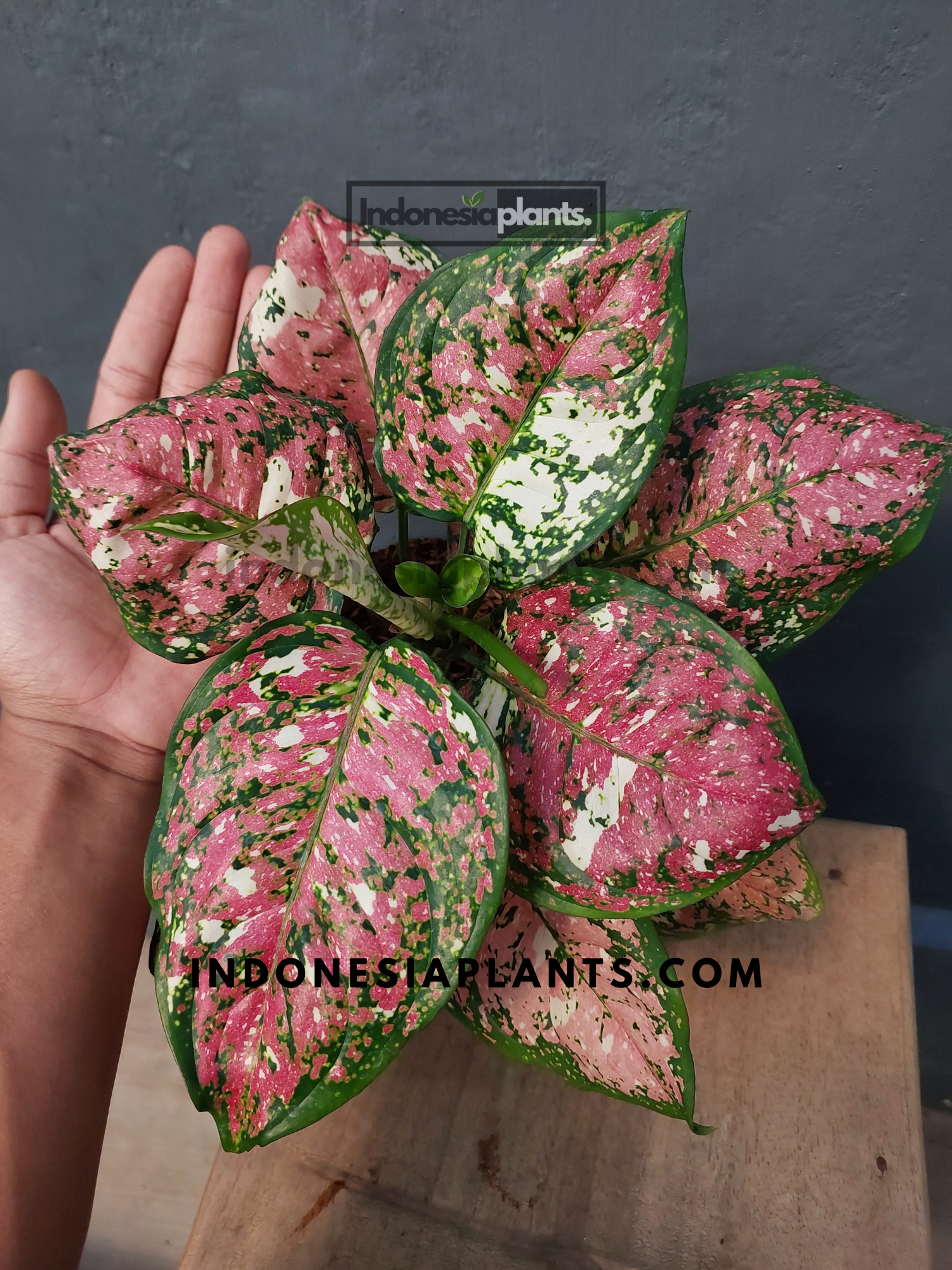 aglaonema tricolor pink Aglaonema Anyamanee Tricolor