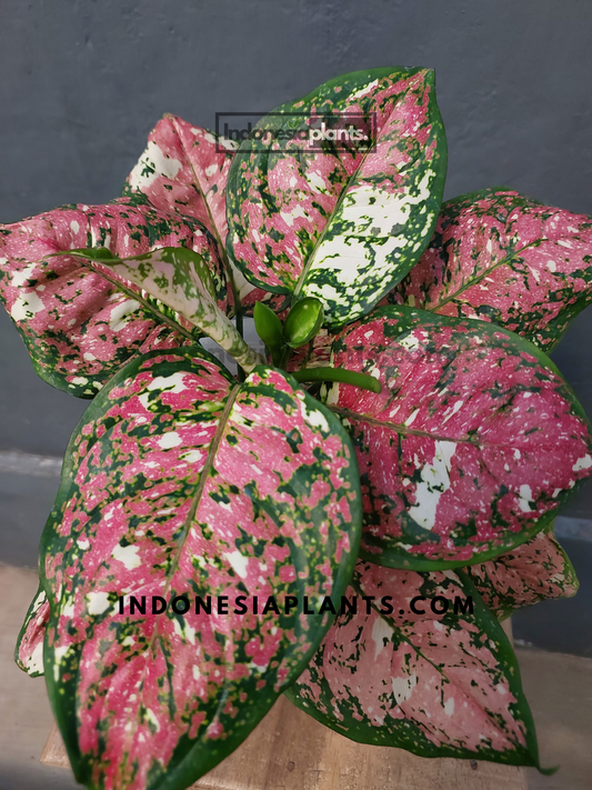 Top view of Aglaonema Anyamanee Tricolor showing bold pink, green, and cream-patterned leaves with dramatic speckles and rich leaf textures.