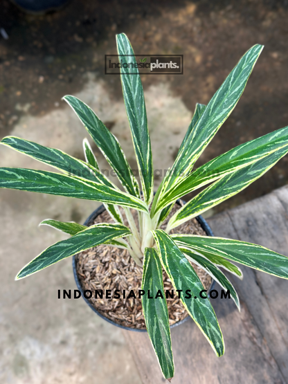 Top view of Aglaonema Bamboo showing narrow green leaves with central silver variegation, arranged in a clean upright growth pattern