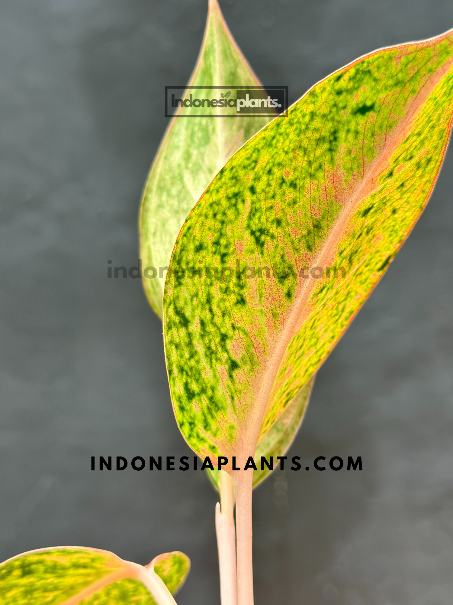 aglaonema big roy price Aglaonema Big Roy small size