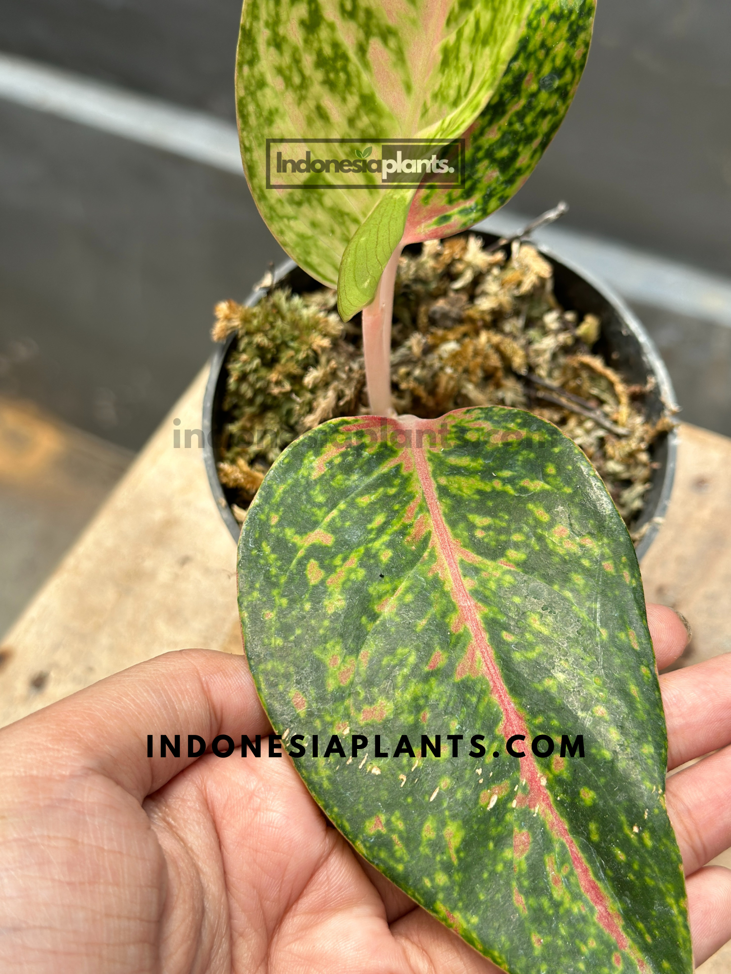 aglaonema big roy Aglaonema Big Roy tamaño pequeño