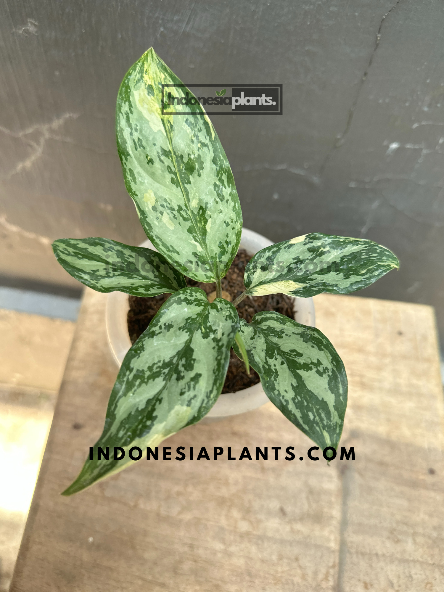 Top view of Aglaonema Commutatum Variegated small size with white-green marbled leaves arranged in a neat rosette pattern in a nursery pot