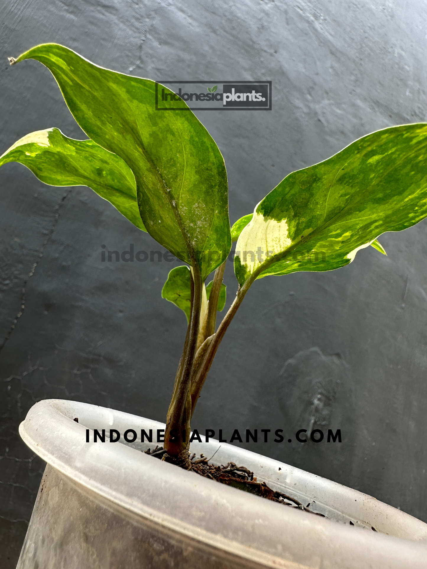 Side angle showing a small Aglaonema Commutatum Variegated plant held by hand with vibrant variegated leaves and compact growth form