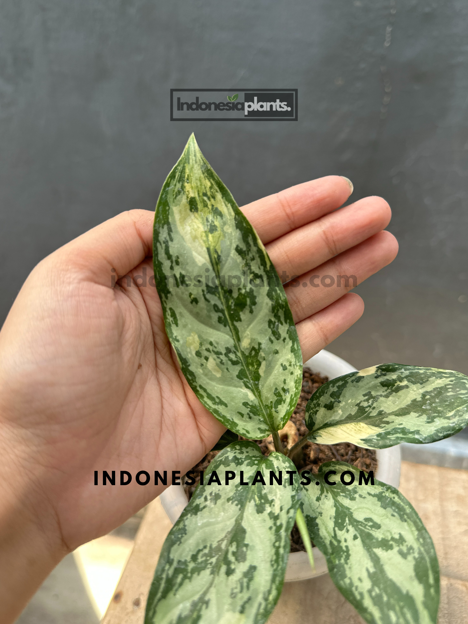 Close-up of Aglaonema Commutatum Variegated foliage displaying speckled white and green textures with strong central veins and healthy leaf edges
