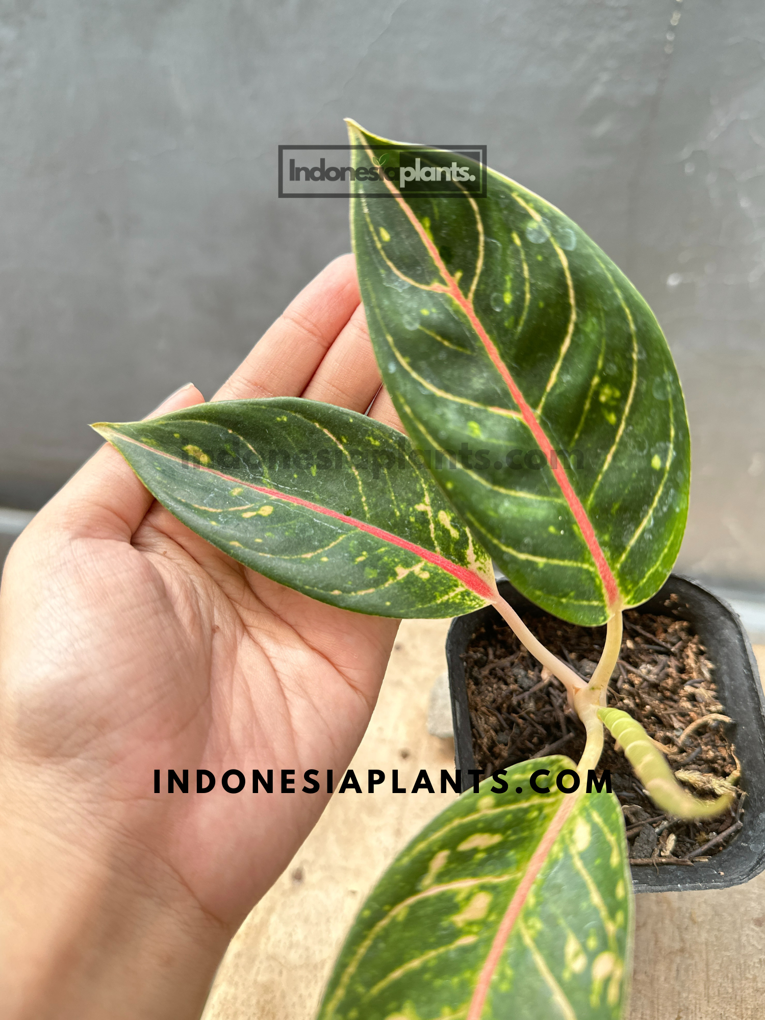 aglaonema dona carmen Aglaonema Dona Carmen small size