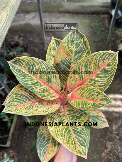 Aglaonema Krisna displaying green foliage with bright pink veins and golden marbling.