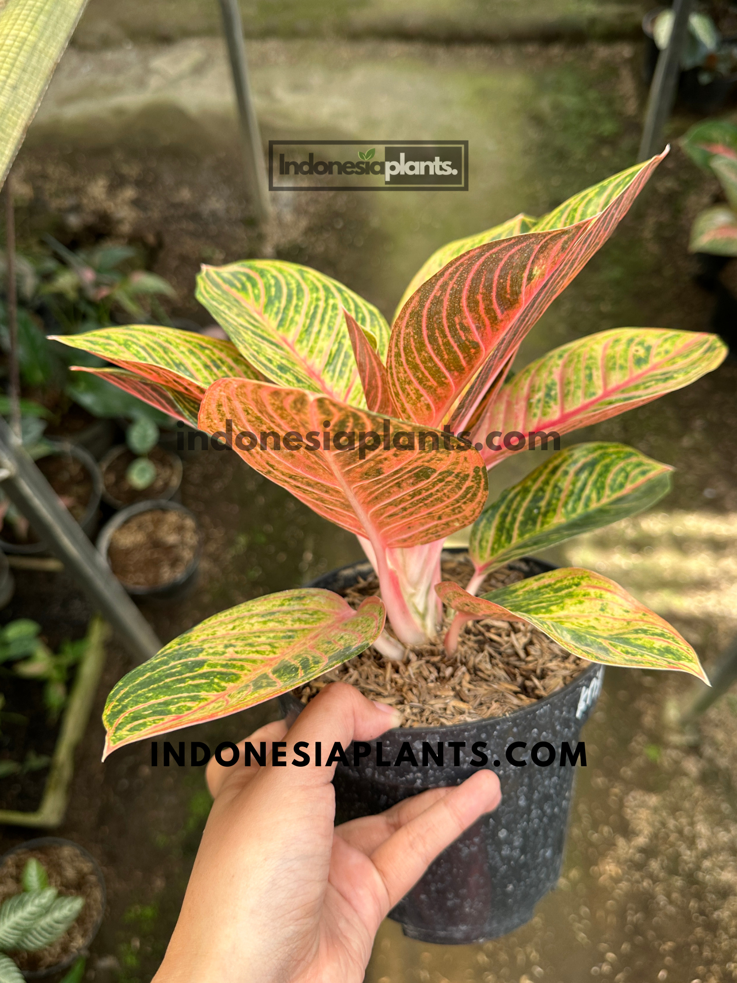 Aglaonema Krisna showing colorful pink new growth and vibrant tropical foliage.