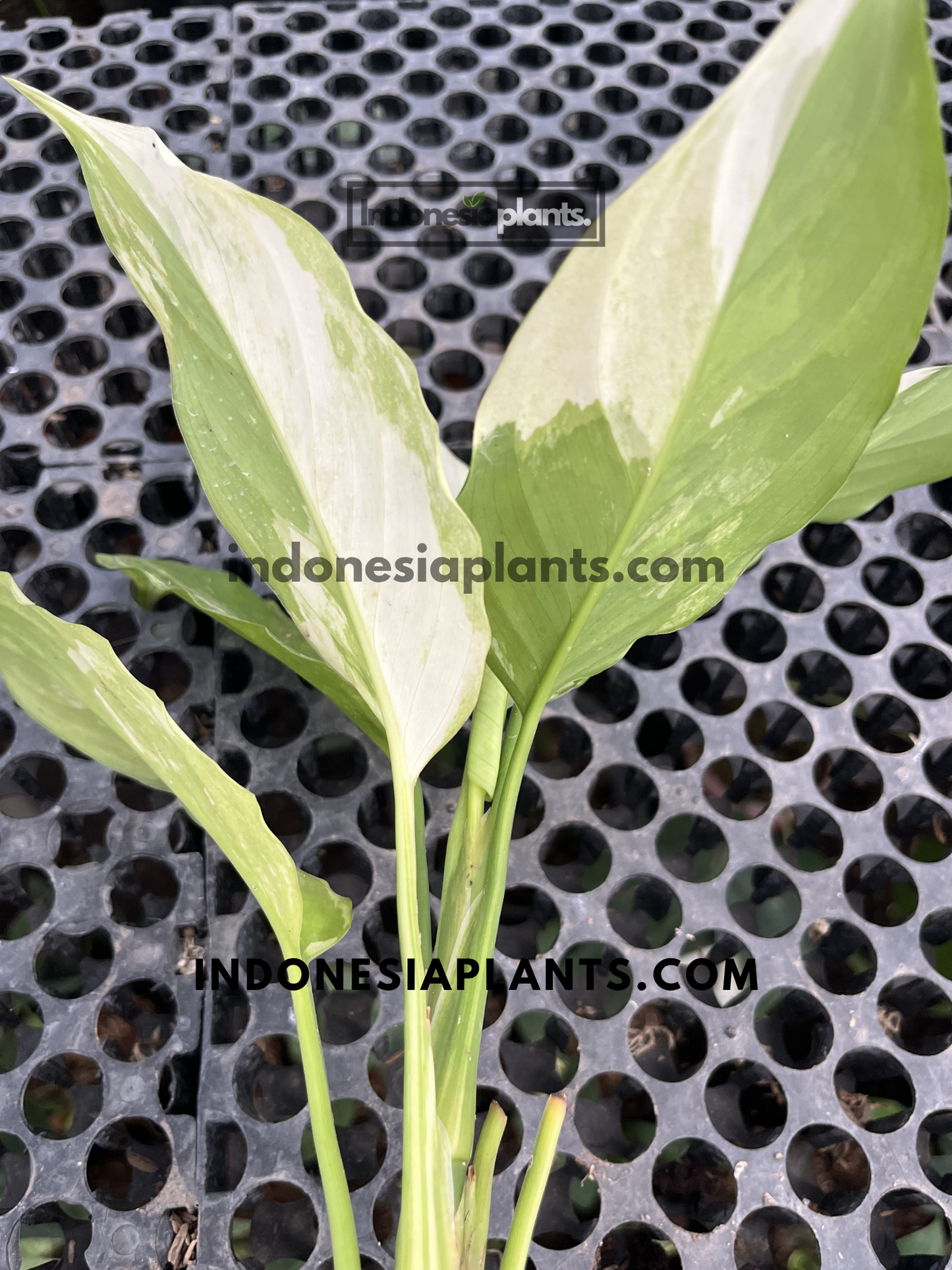 Top view of Aglaonema Modestum Split Milk Variegated displaying lush cream and green variegated foliage held by hand.