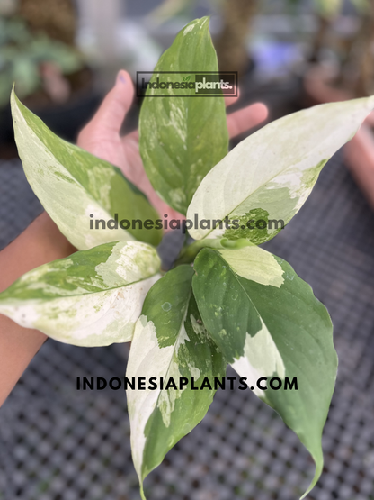 Close-up of Aglaonema Modestum Split Milk Variegated showcasing bold white sectors and marbled green variegation on broad leaves.