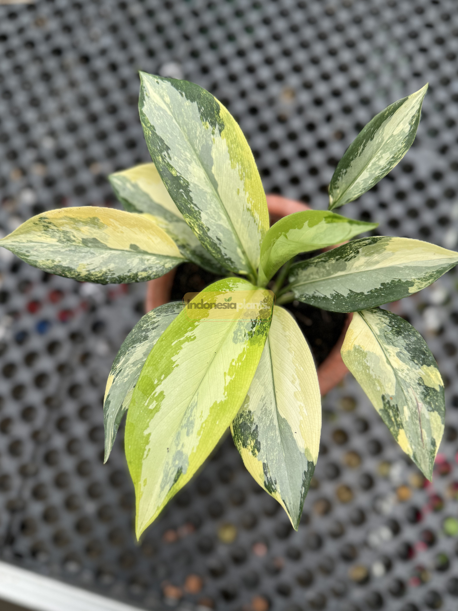 Top view of Aglaonema Suvarnabhumi Variegated showing wide green leaves with vibrant yellow and creamy variegation in a symmetrical pattern

