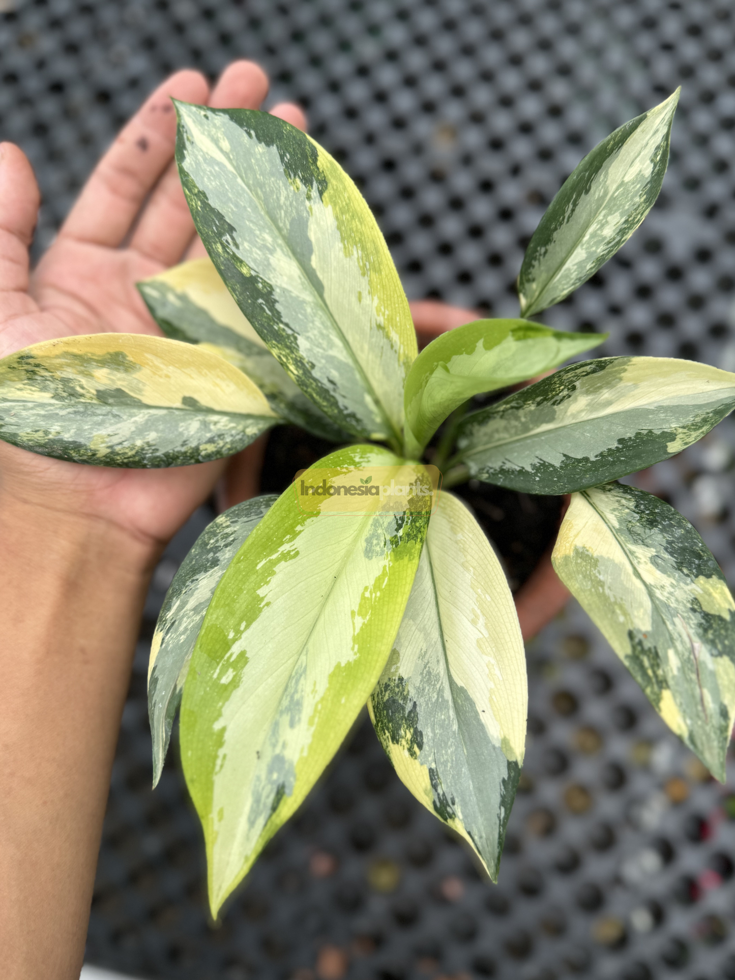 
Close-up of Aglaonema Suvarnabhumi Variegated foliage showing detailed texture and bold variegation patterns with clear midribs and veining