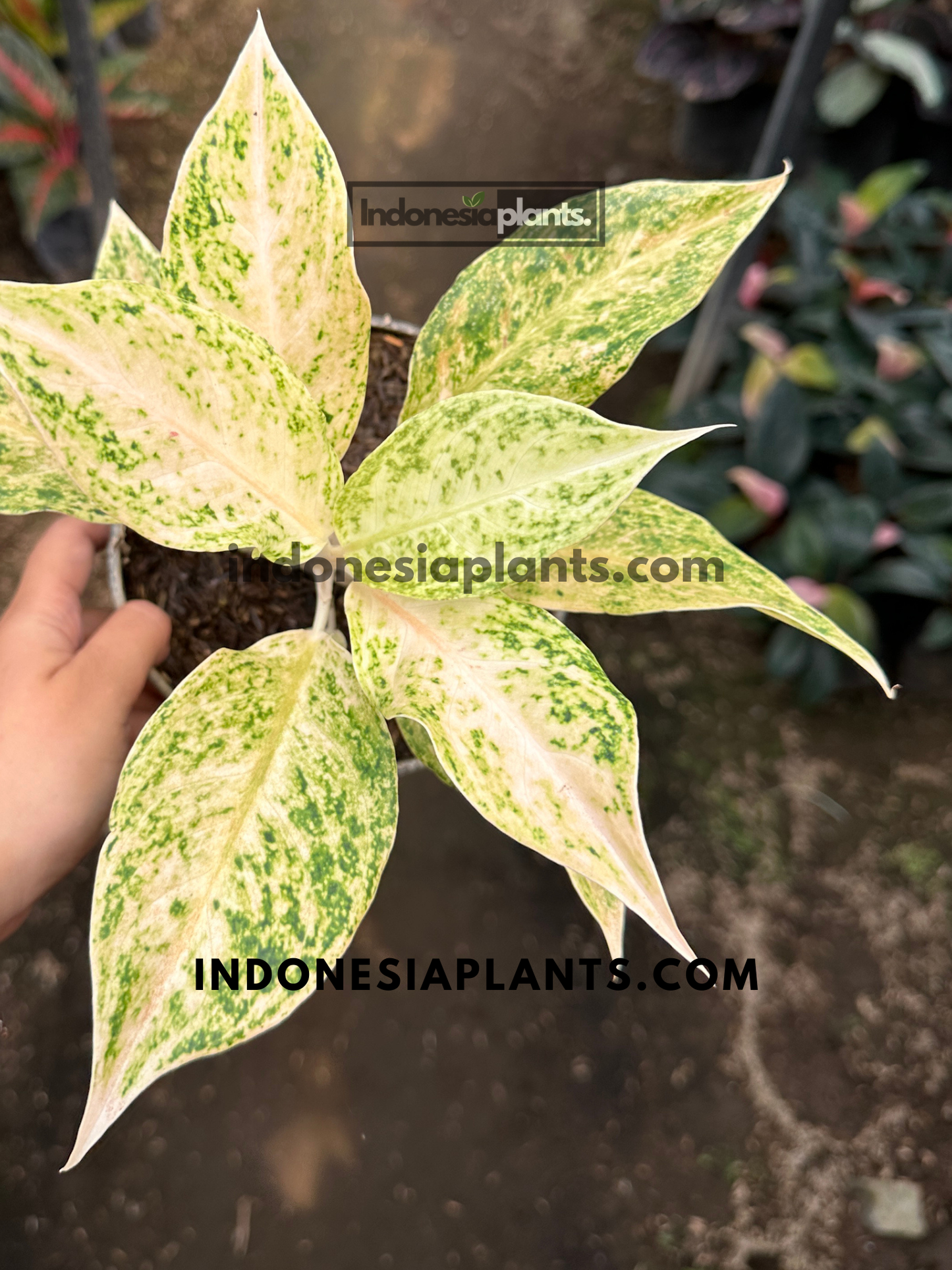 Aglaonema White Mayang with creamy white leaves and green marbled variegation.