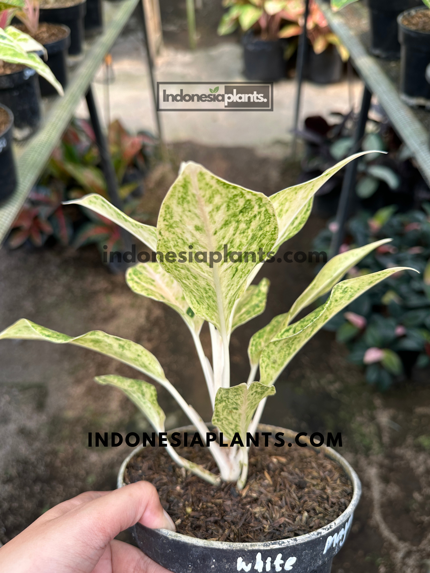 Aglaonema White Mayang with creamy white leaves and green marbled variegation.