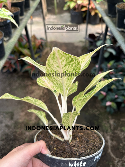 Aglaonema White Mayang with creamy white leaves and green marbled variegation.