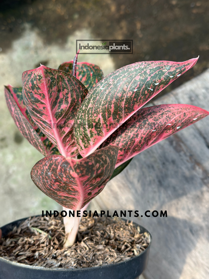 aglaonema adelia, live aglaonema adelia, live aglaonema adelia plants, rare aglaonema adelia, rare aglaonema adelia live plants, tropical aglaonema adelia live plants, wholesale aglaonema adelia, outdoor plant, indoor plants, winter plants, summer plants, spring plants, houseplants, rare aglaonema adelia live plants, live aglaonema adelia rare plants