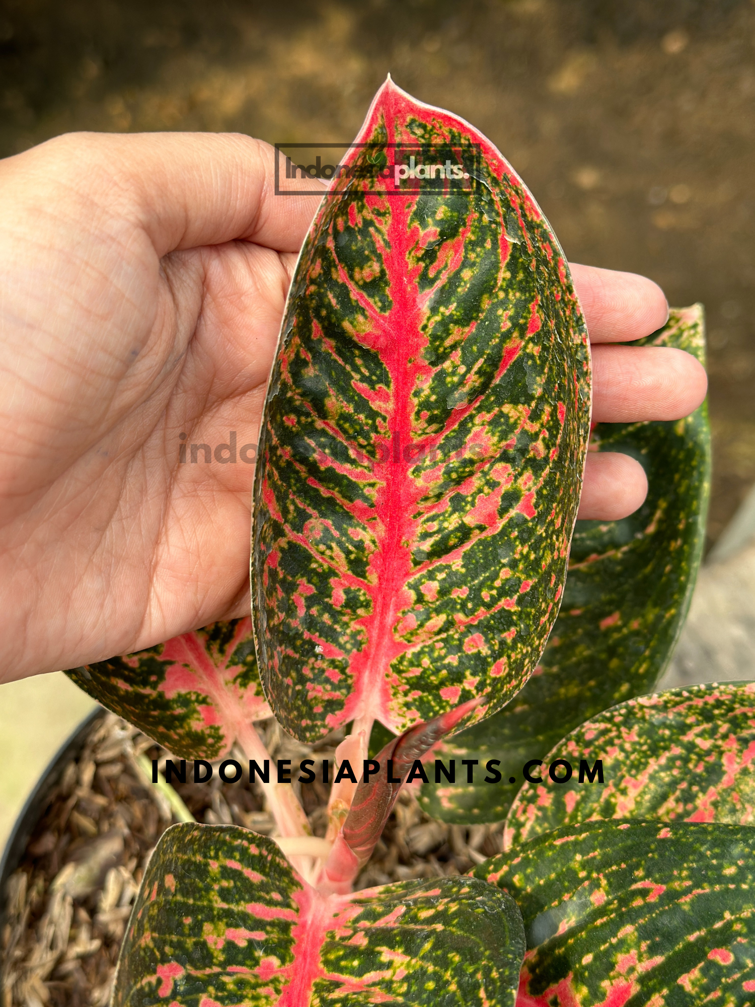 aglaonema adelia Aglaonema Adelia