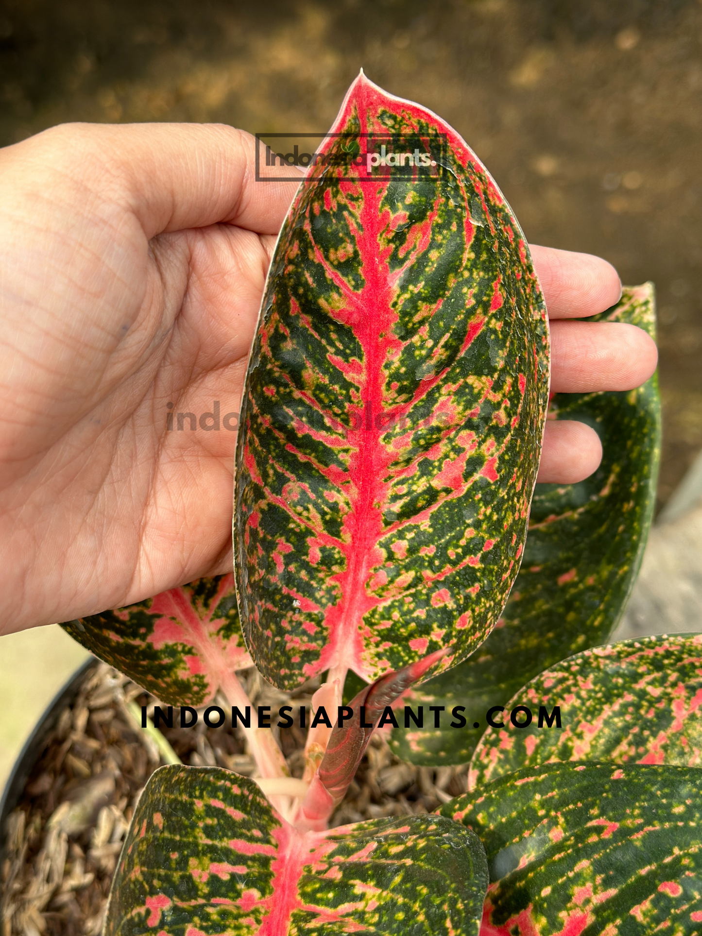 Aglaonema Adelia