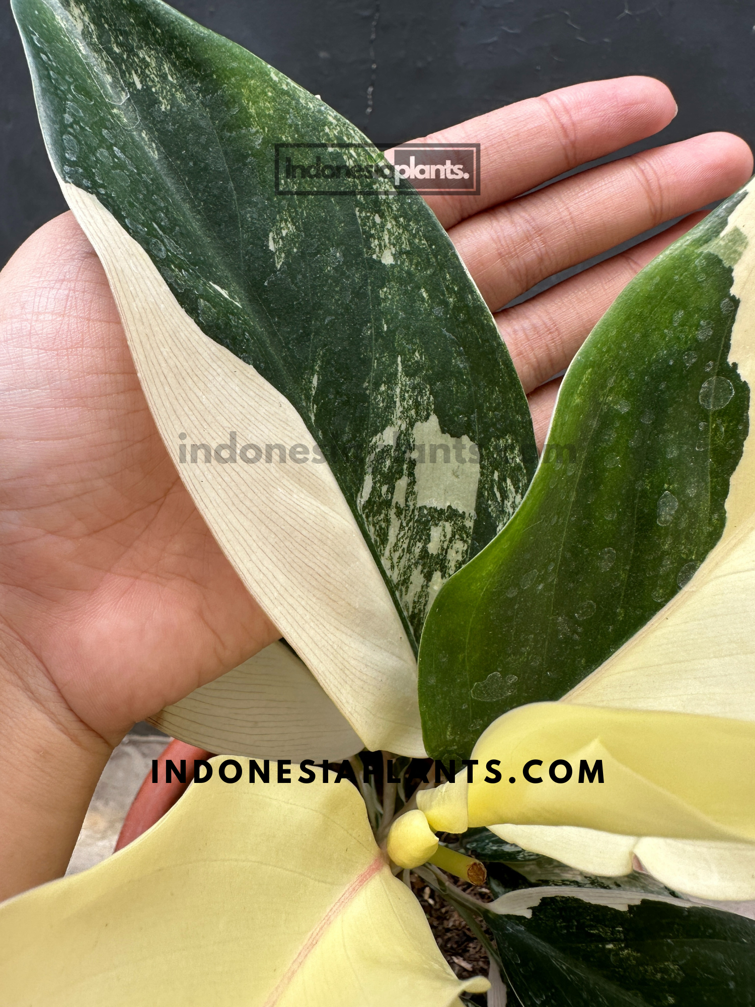 aglaonema siam jade Aglaonema Siam Jade Variegated large size
