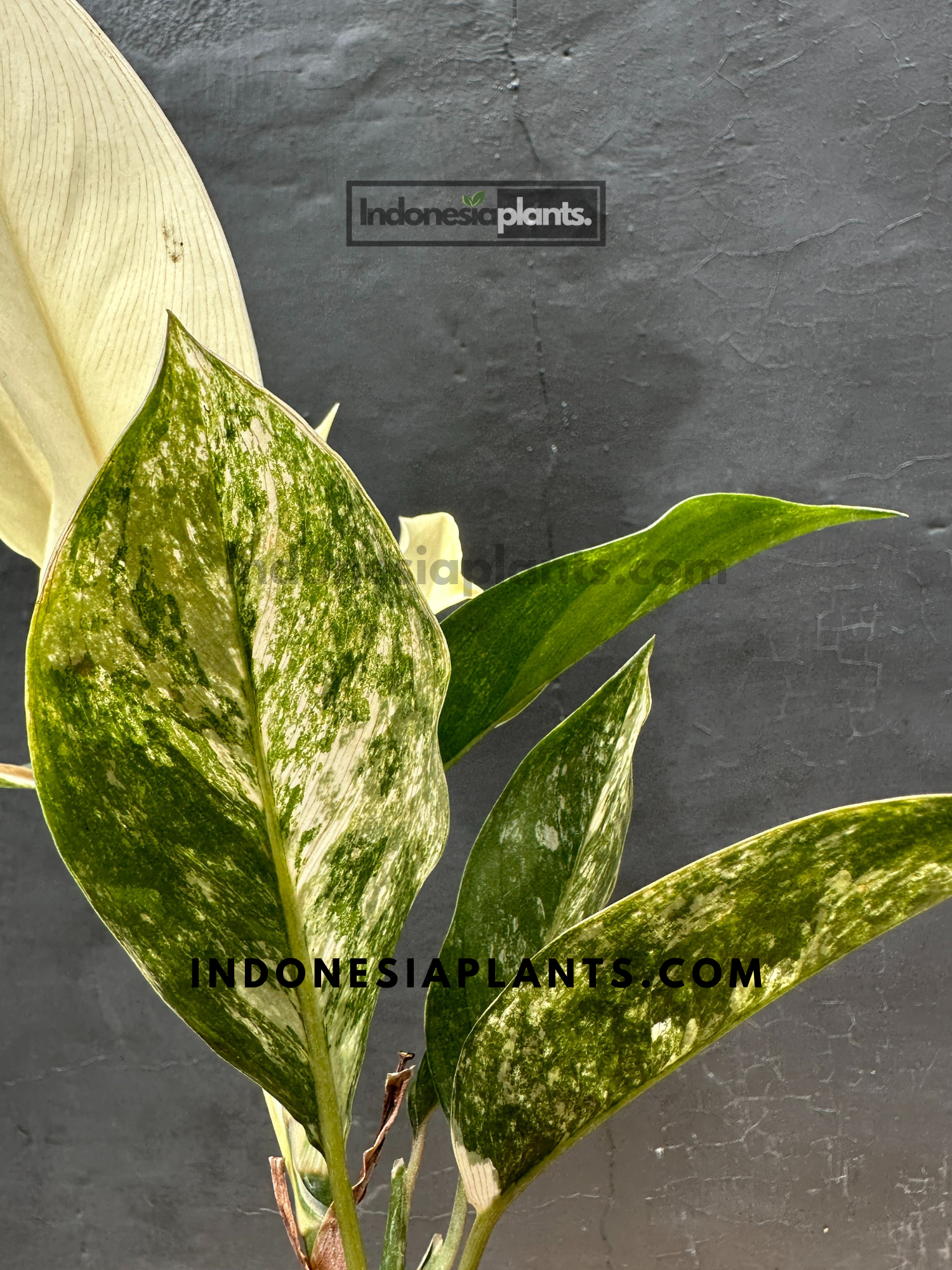 aglaonema siam jade variegated Aglaonema Siam Jade Variegated large size