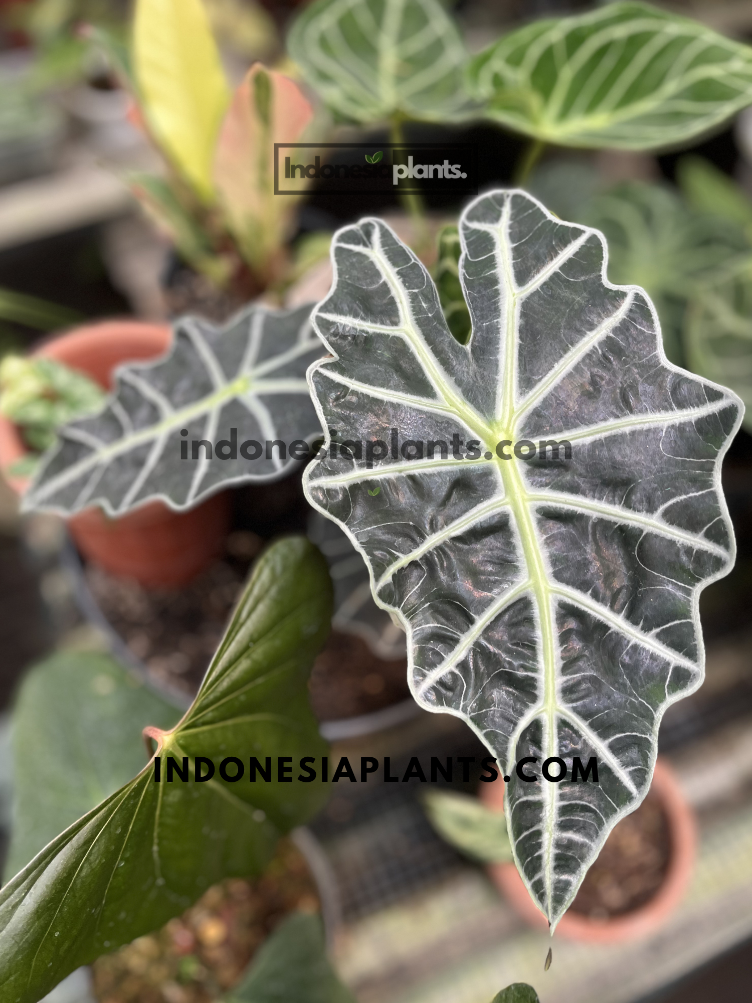 Healthy Alocasia Bambino live plant with dark arrow-shaped leaves and bold white veins viewed from the front.