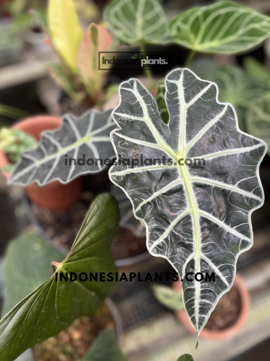 Healthy Alocasia Bambino live plant with dark arrow-shaped leaves and bold white veins viewed from the front.