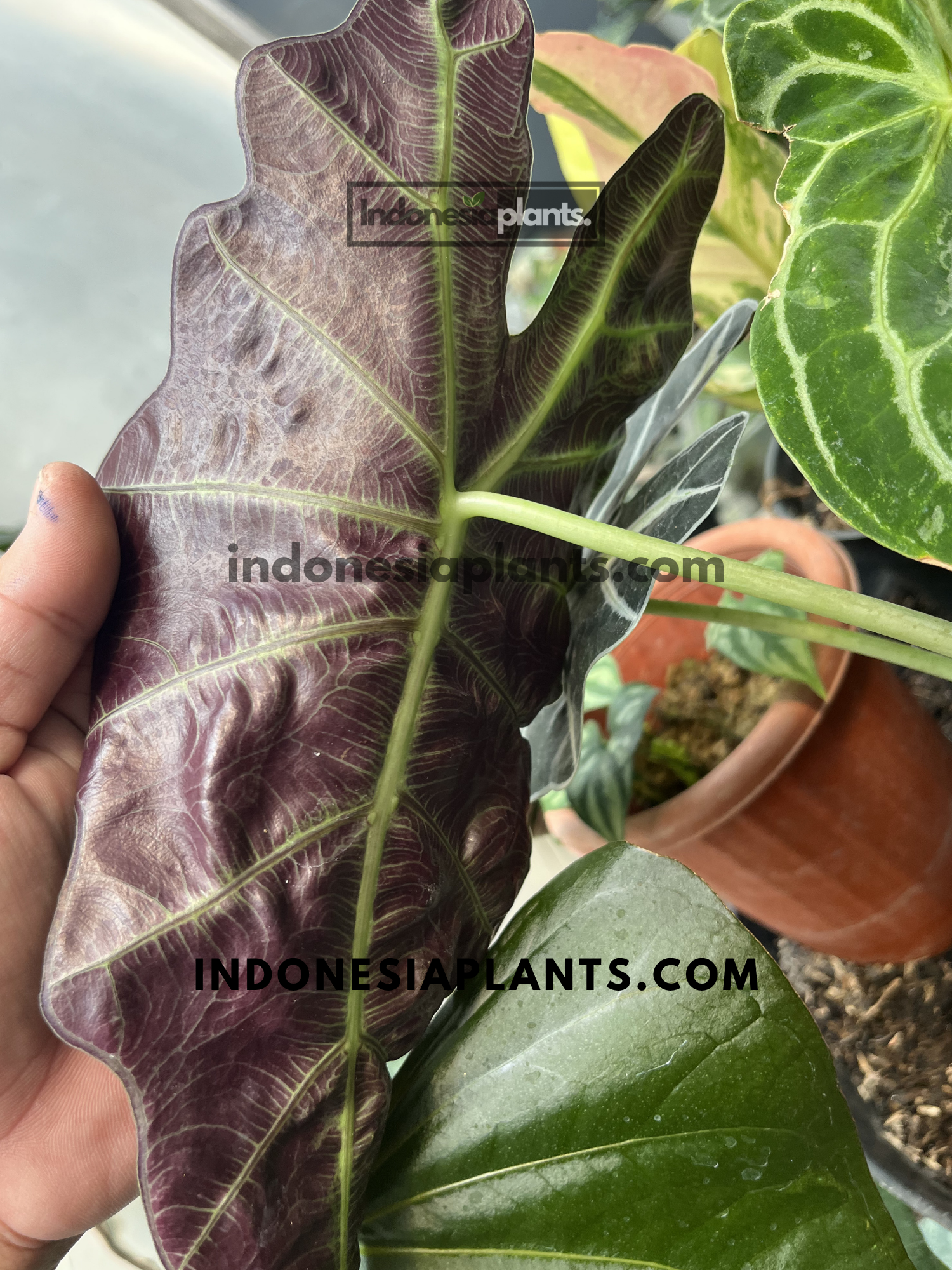 Underside of an Alocasia Bambino leaf displaying deep burgundy coloration and detailed vein structure on a tropical houseplant.