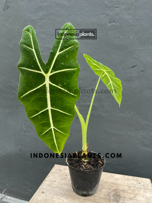 Alocasia Frydek