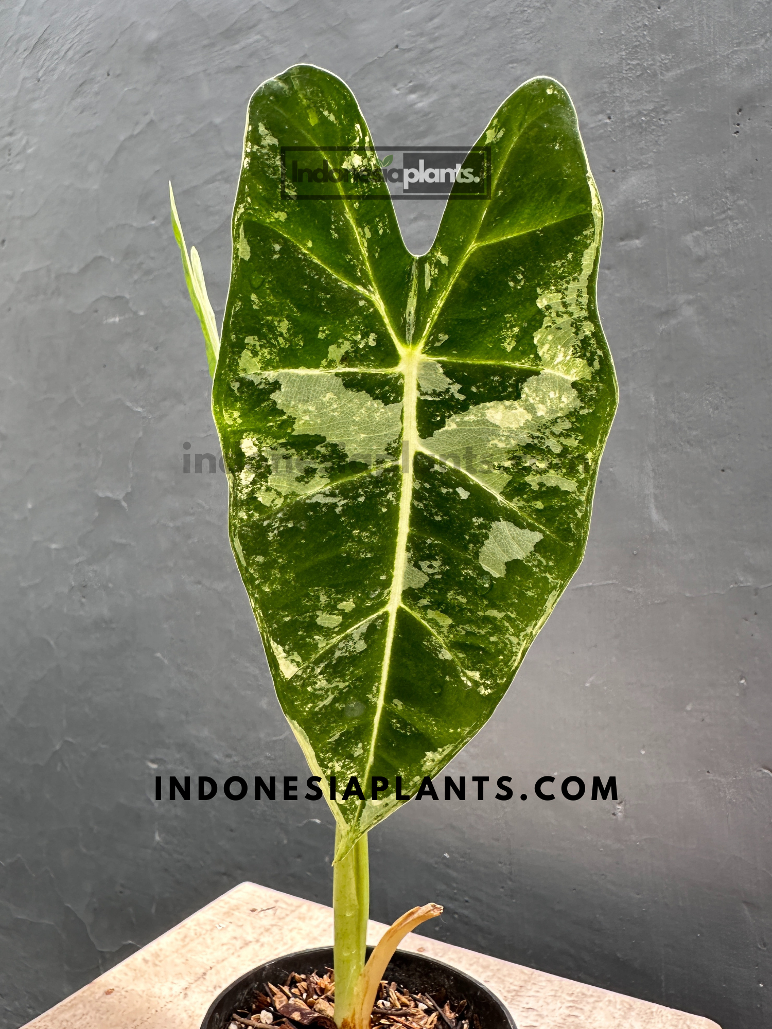 Alocasia Frydek Variegated