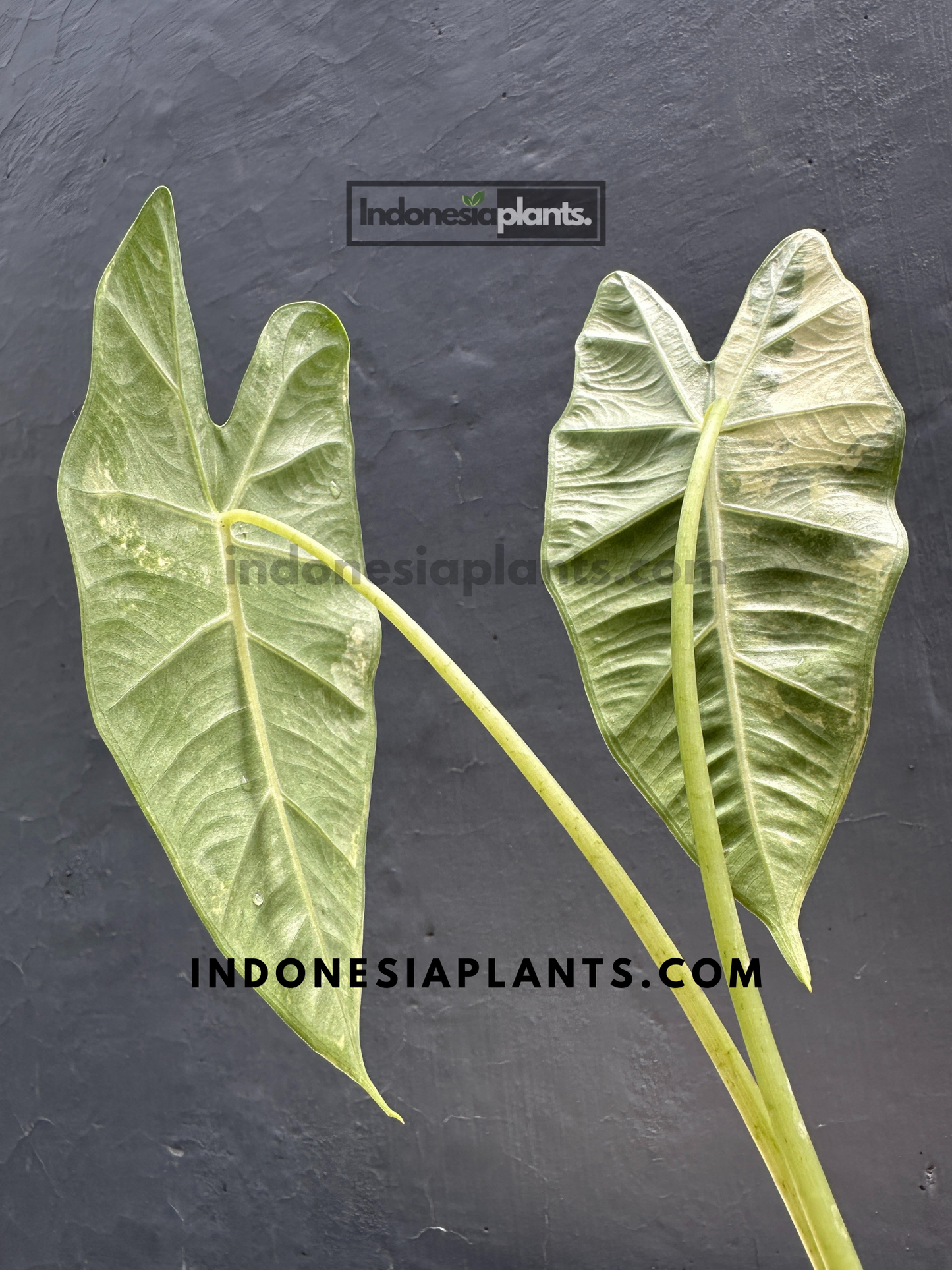 Alocasia Frydek Variegated